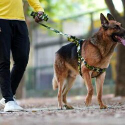 Dog Walkers in Chandigarh