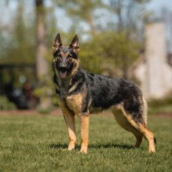 trained protection dogs for sale