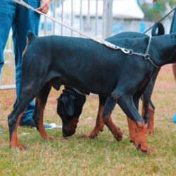 Dog Training Service in Amritsar