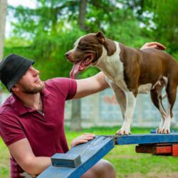 Dog Training Service in Faridabad