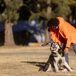 Dog Training Service in Nagpur