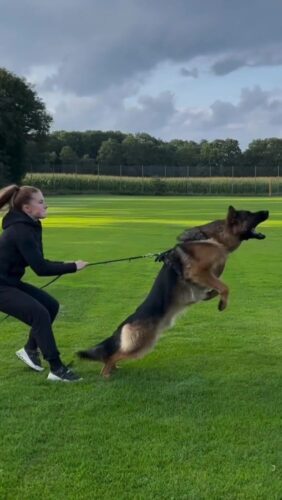 Trained German Shepherd Dogs For Sale Trained German Shepherd Dogs For Sale