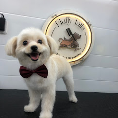 Mobile Pet Grooming in Qatar