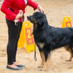 Dog Training Service in Chandigarh