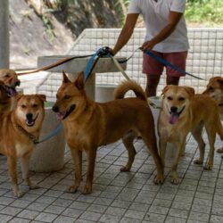 Dog Walkers in Nagpur