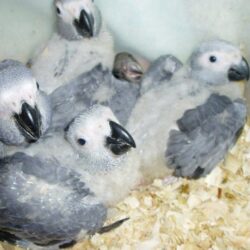 African Greys......