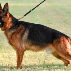 German shepherd breeders in Texas