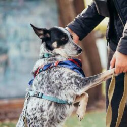 Dog Training Service in Ghaziabad