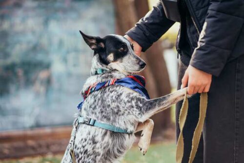 Dog Training Service in Ghaziabad Dog Training Service in Ghaziabad