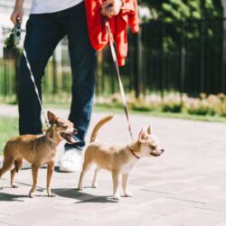 Dog Walkers in Ghaziabad