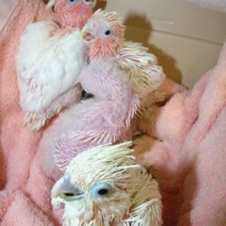 Umbrella Cockatoo..