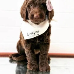 Best Goldendoodle Breeder Ca
