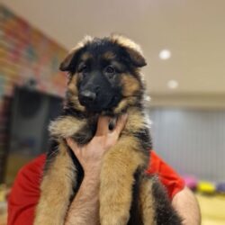 puppys-for-sale-3307-6571783b7dff48.38279587