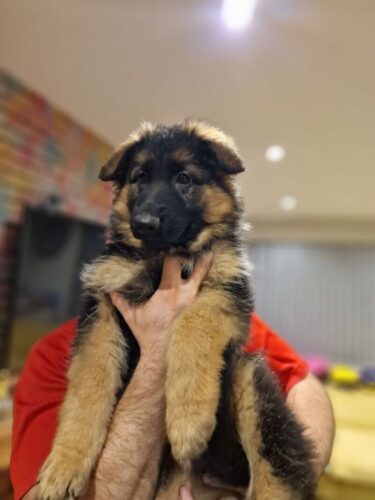 puppys-for-sale-3307-6571783b7dff48.38279587 puppys-for-sale-3307-6571783b7dff48.38279587
