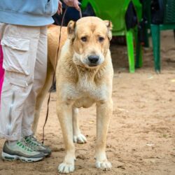 Dog Walkers in Amritsar