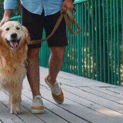 Dog Walkers in Faridabad