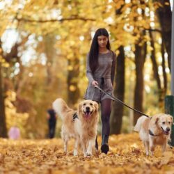 Dog Walkers in Ajmer