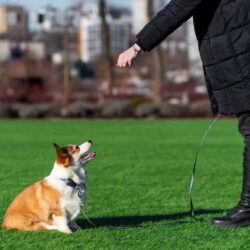 Dog Training Service in Visakhapatnam