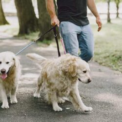 Dog Walkers in Mysore