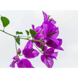 Growing Bougainvillea in South Florida — Full Guide