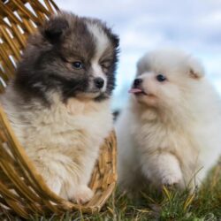 Pomeranian Puppies for Sale in Pune