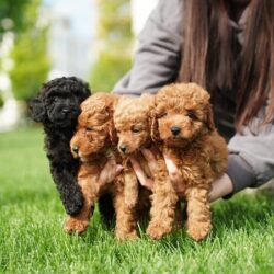 Poodle Puppies for Sale in Bangalore