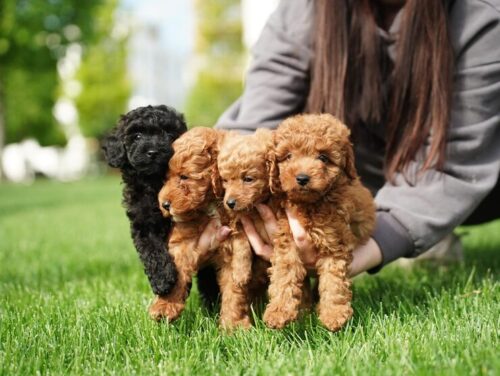 Poodle Puppies for Sale in Bangalore Poodle Puppies for Sale in Bangalore