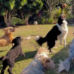 Doggy Day Care in London