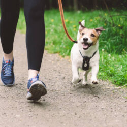 Dog Walking Hammersmith