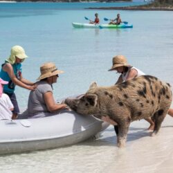 bahamas swimming pigs excursion