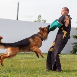 Dog Training Service in Mysore