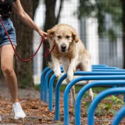Dog Training Service in Srinagar JK