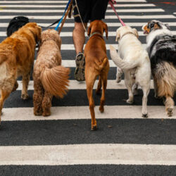 Professional Dog Walking