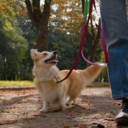 Dog Walkers in Srinagar JK