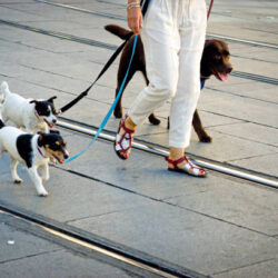 Dog Walking Prices