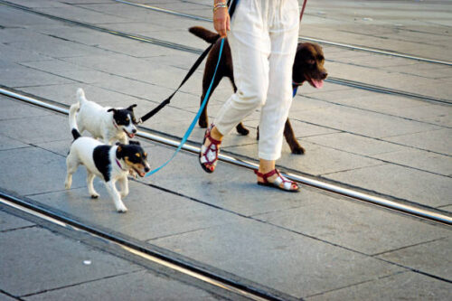 Dog Walking Prices Dog Walking Prices