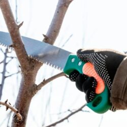 Tree Trimming Services in Dublin