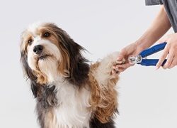 WEBSEPT25_AHB1_DOG_DT