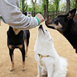 Dog Training Service in Patna