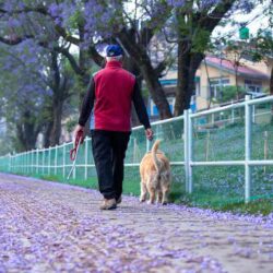 Dog Walkers in Raipur