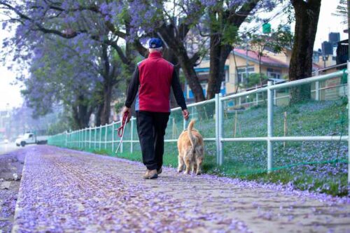 Dog Walkers in Raipur Dog Walkers in Raipur