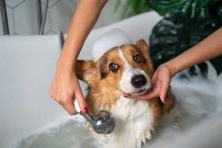 Hydro Massage Pooping Bath Garnet Valley (1)
