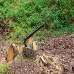 Stump Grinding Services 400