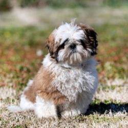 Shih Tzu Puppies For Sale In Hyderabad