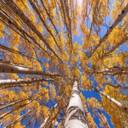 Tree Art