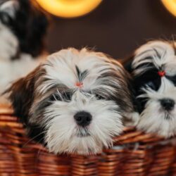 Shih Tzu Puppies For Sale In Mumbai
