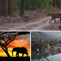 Corporate Offsite Venues in Jim Corbett