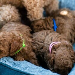 Poodle Puppies for Sale in Hyderabad
