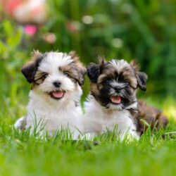 Shih Tzu Puppies For Sale In Bangalore
