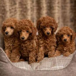 Poodle Puppies for Sale in Pune